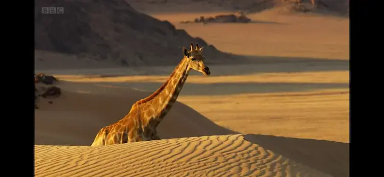 Angolan giraffe (Giraffa giraffa angolensis) as shown in Africa - Kalahari